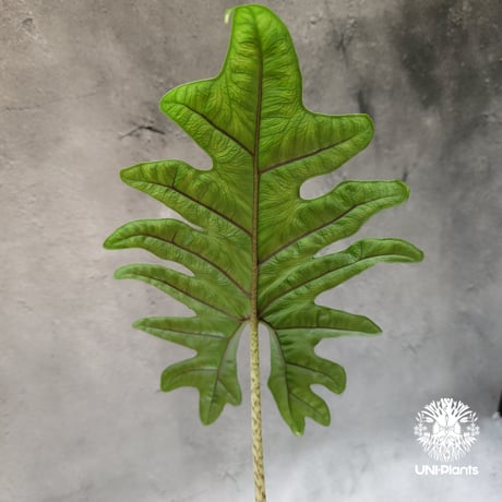 Alocasia jacklyn アロカシア ジャクリン アロカシアジャックリ 観葉植物 珍奇植物 希少 珍しい インテリア植物 アロイド