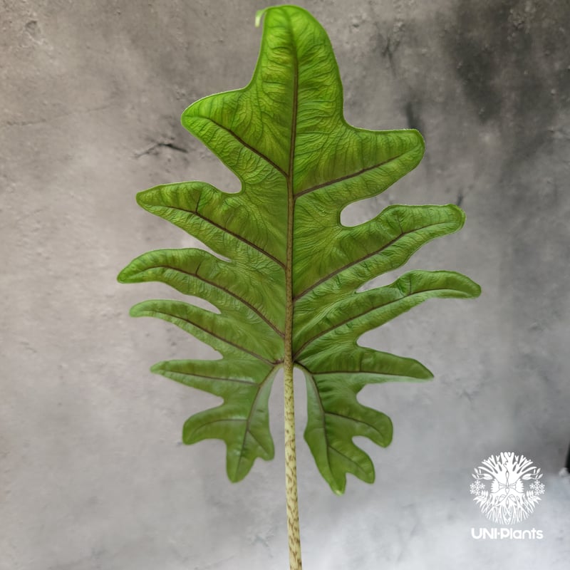 Alocasia jacklyn アロカシア ジャクリン アロカシアジャックリ 観葉