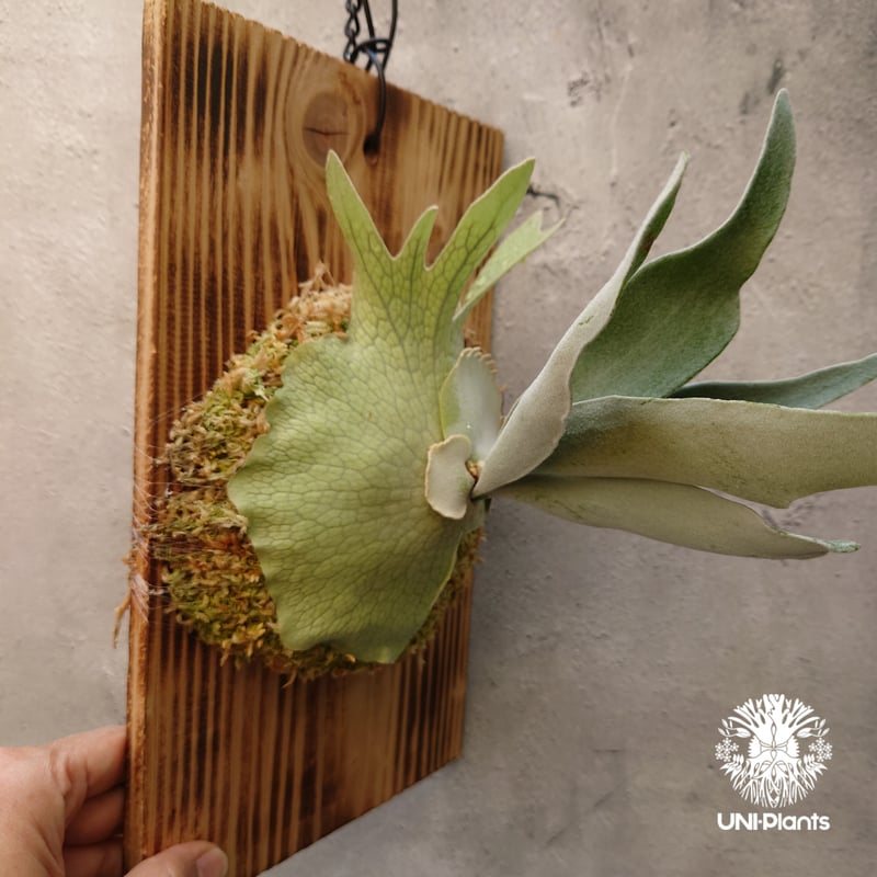 ビカクシダ ベイチー Patycerium veitchii コウモリラン ビカクシダ