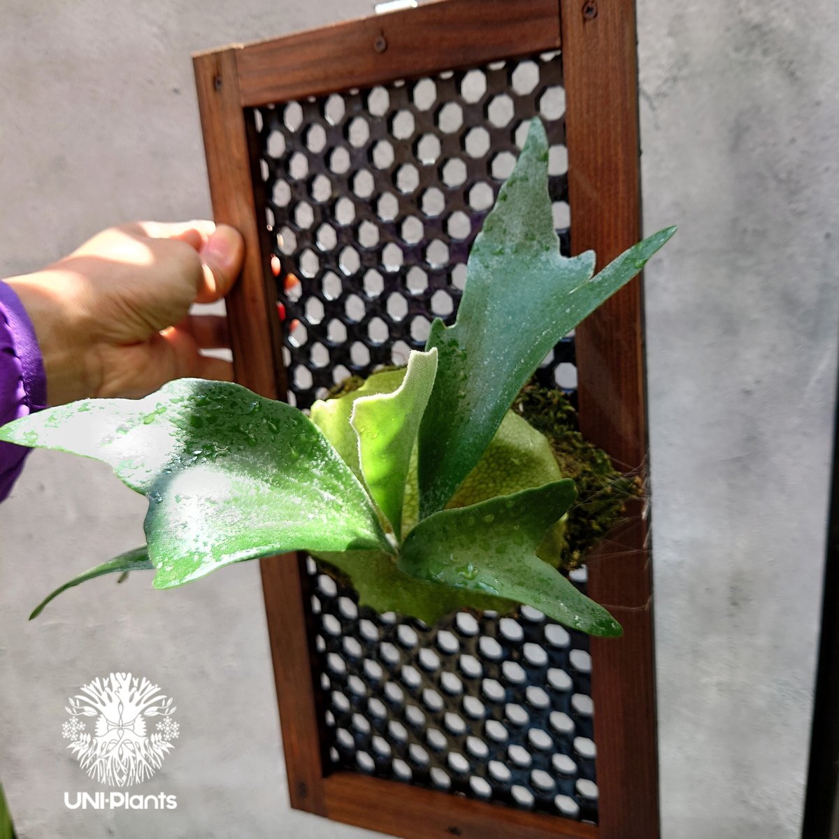 ビカクシダ アルシコルネ Platycerium alcicorne コウモリラン