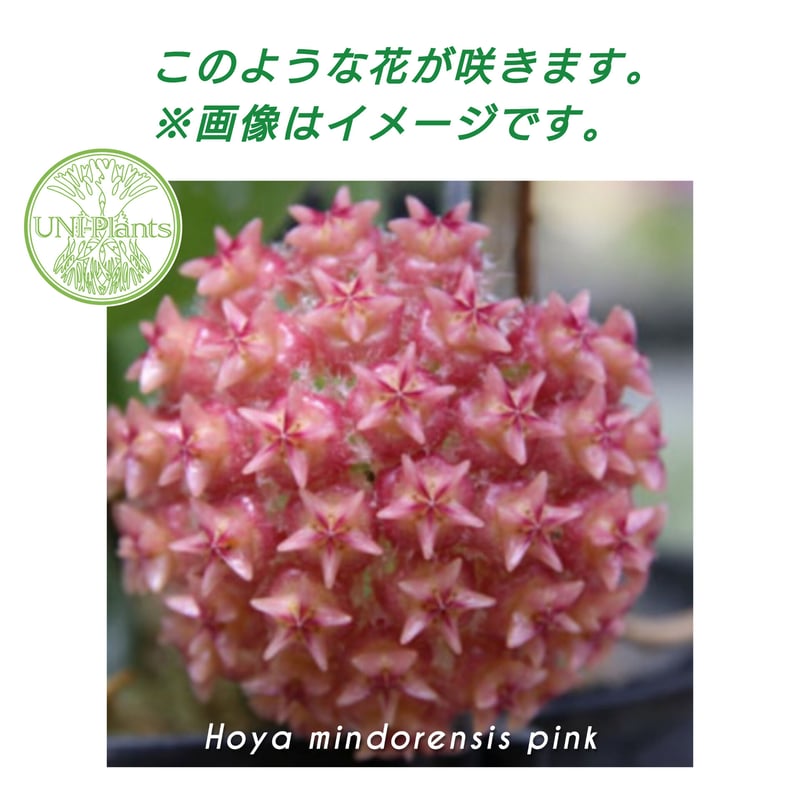 希少! Hoya mindorensis pink ホヤ ミンドレンシス ピンク 限定