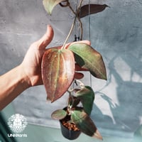 【タイ直輸入・希少】Hoya potsii  borneo red leaves｜珍品・着生植物・つる性植物｜Hoya plants