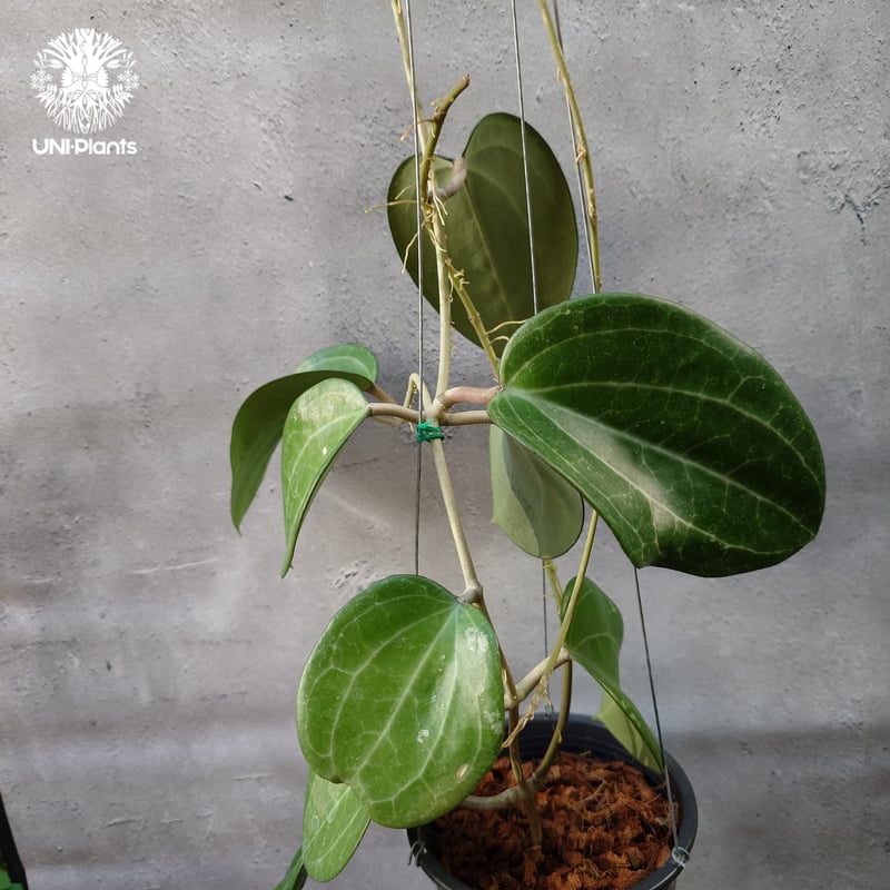 Hoya Latiforia wild ホヤ ラティフォリア ワイルド株 大ぶり!! ホヤ 植