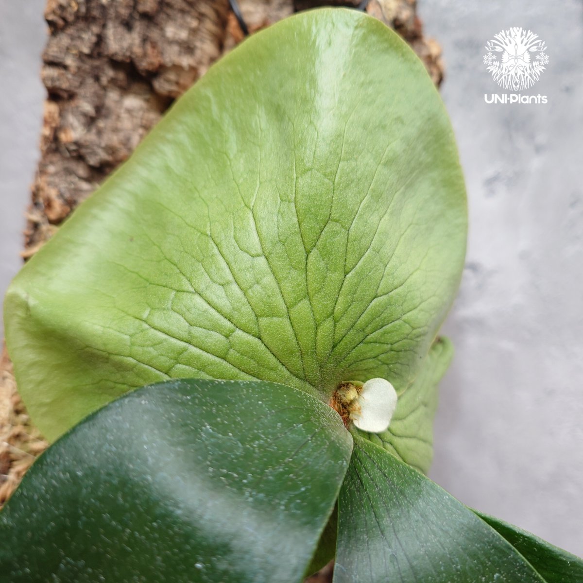 Platycerium hillii×wandae ビカクシダ ヒリー×ワンダエ コウモリラン