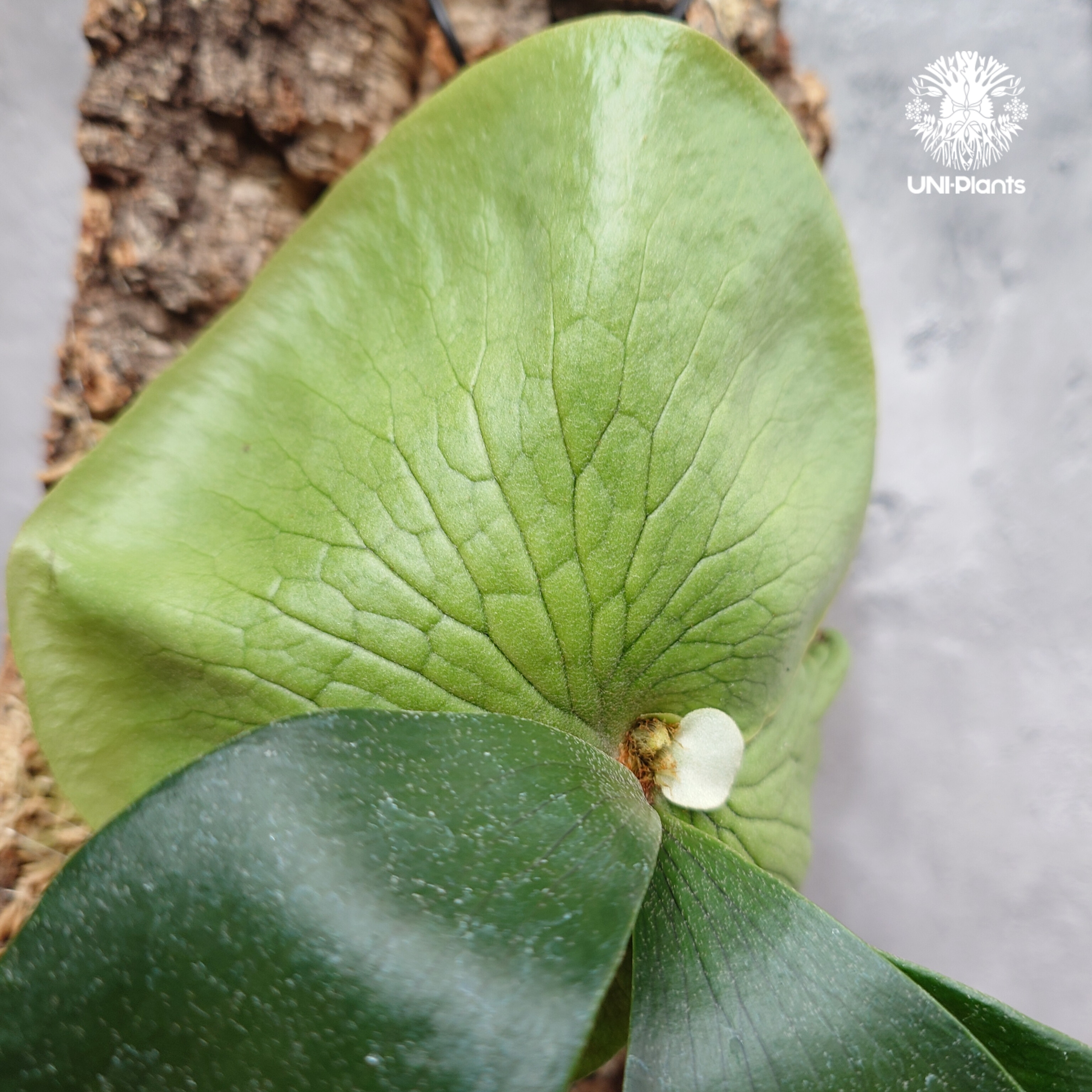 ☑︎ P.vellii ビカクシダ 大きめ1 P.Big Form #1 【artPLANTs