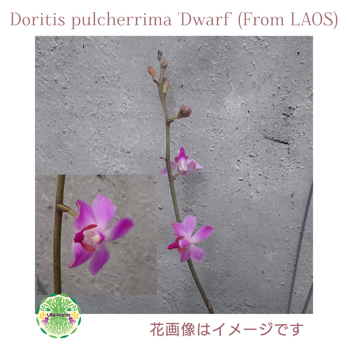 ドリアンレア品種苗 Durio macrantha Dwarf Type DD2 小さい 観葉 植物