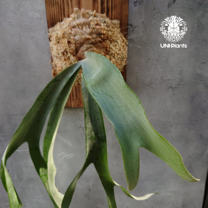 初入荷! ビカクシダ ピューチャン Platycerium pewchan コウモリラン