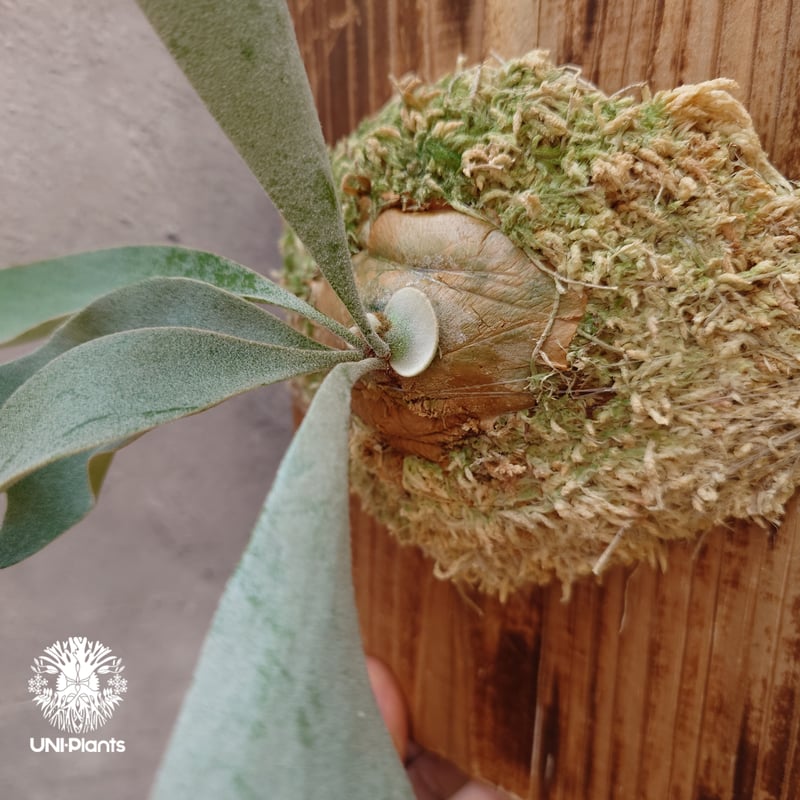 Patycerium veitchii wild（pup）ビカクシダ ベイチー ワイルド ビカ