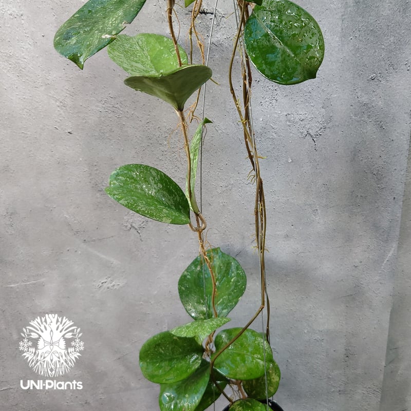 セール 極めて希少種 レア ホヤ リマ Hoya lima splash 週末セール