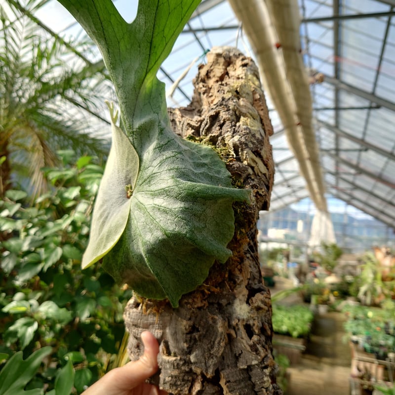 ビカクシダ グランデ Platycerium grande コウモリラン