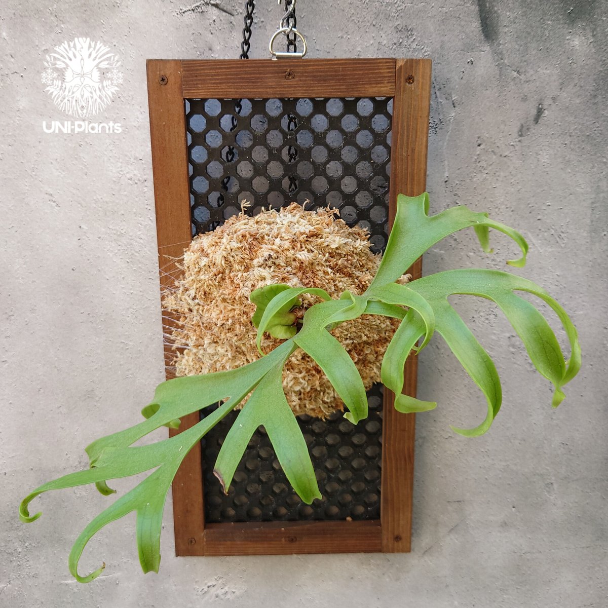 ビカクシダ コロナリウム Platycerium coronarium コウモリラン ビカク