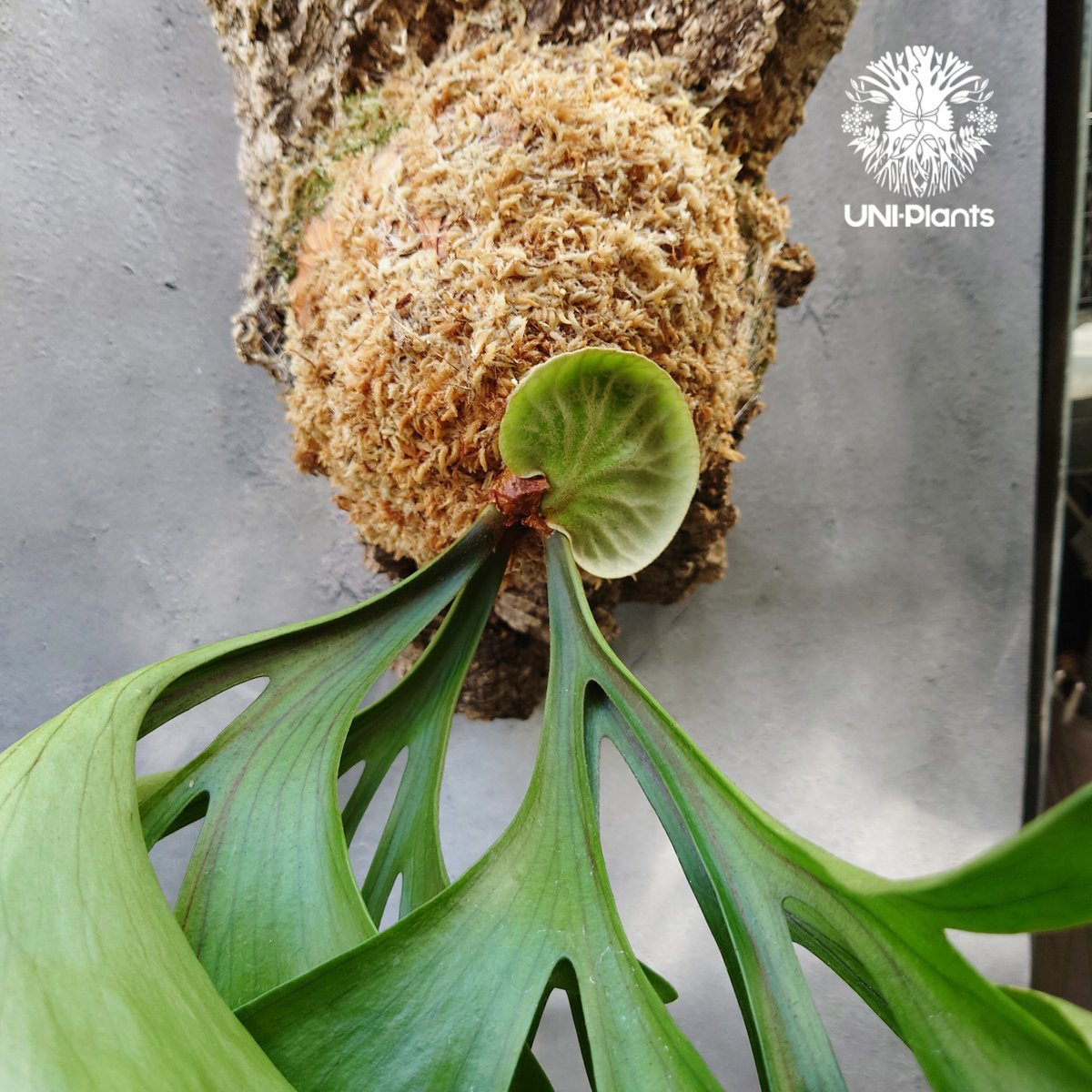 コウモリラン 楽天市場】コウモリラン ビーチー 板付(大) (ビカクシダ