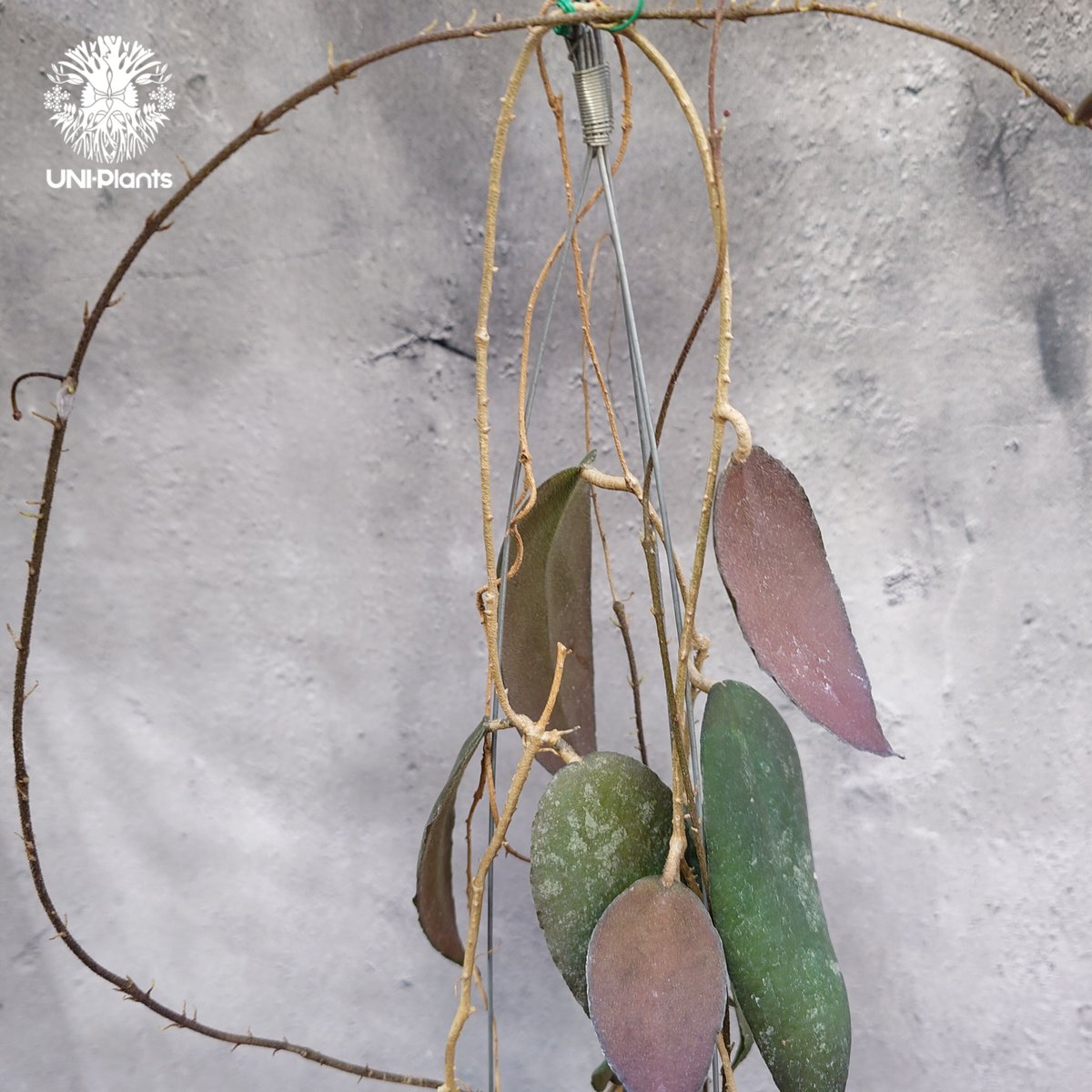 Hoya Caudata ホヤ カウダータ ホヤ植物 珍奇 珍しい 希少 レア つる性