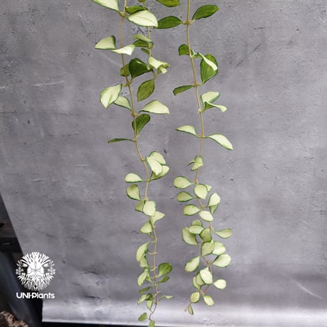 【タイ直輸入・希少】ホヤ ヘウスケリアナ バリエガータ｜珍品・着生植物・つる性植物｜Hoya Heuschkeliana variegata