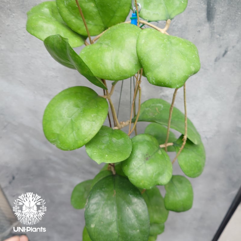 Hoya Ricardo ホヤ植物 ホヤの花 希少な植物 Hoyaplants Hoya |