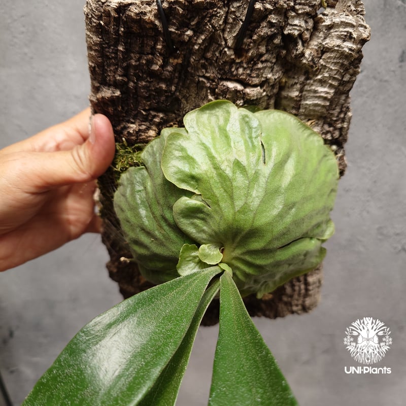 Platycerium Dawboy ビカクシダ ダウボーイ ビカクシダ交配種