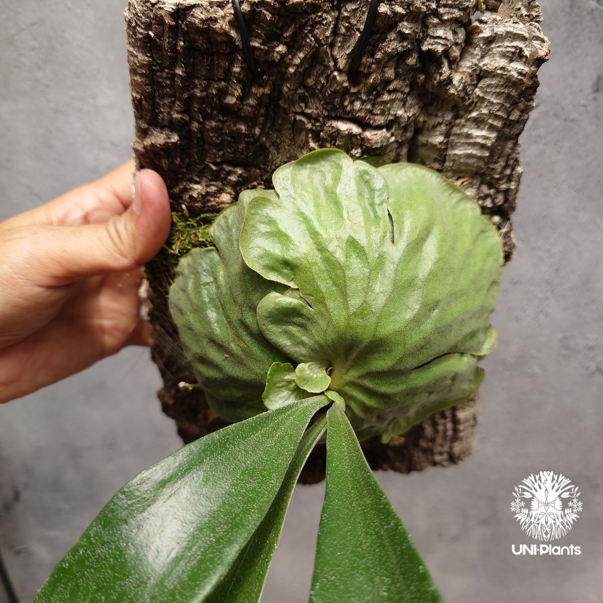 ビカクシダ ダウボーイ Platycerium Dawboy ビカクシダ ダウボーイ コウモリラン