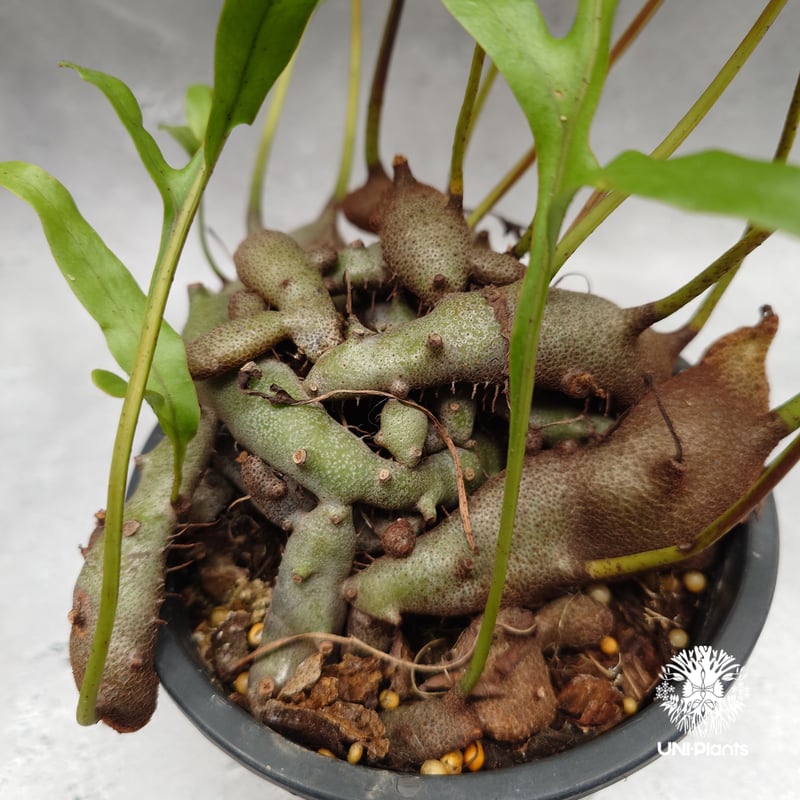 蟻植物 lecanopteris pumila コルク付け アリ植物