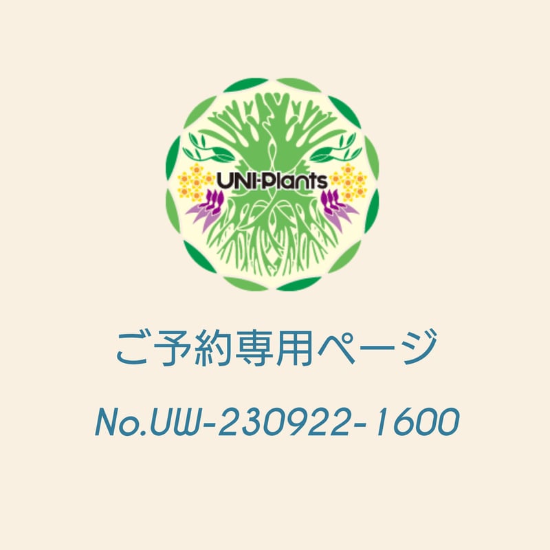 ご予約様専用ページ UW-230922-1600】Drynaria rigidula `w...