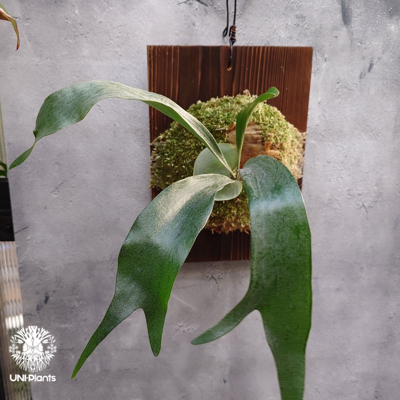 国内繁殖株・一点物】Platycerium sp.｜希少株｜(P.bifurcatum cv