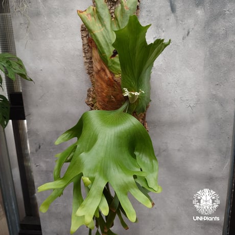 Platycerium coronarium Thin ビカクシダ コロナリウム シン ビカクシダ Platycerium シダ植物 ビカクシダコルク着生 着生植物