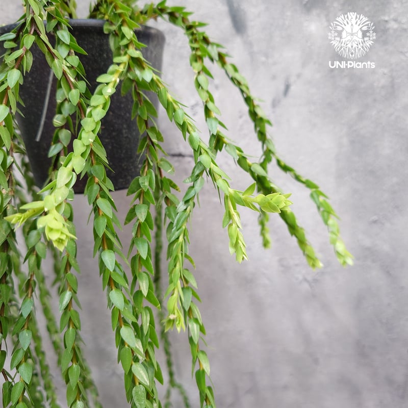 Huperzia spp. フペルジア Phlegmariurus (フレグマリウルス) 観