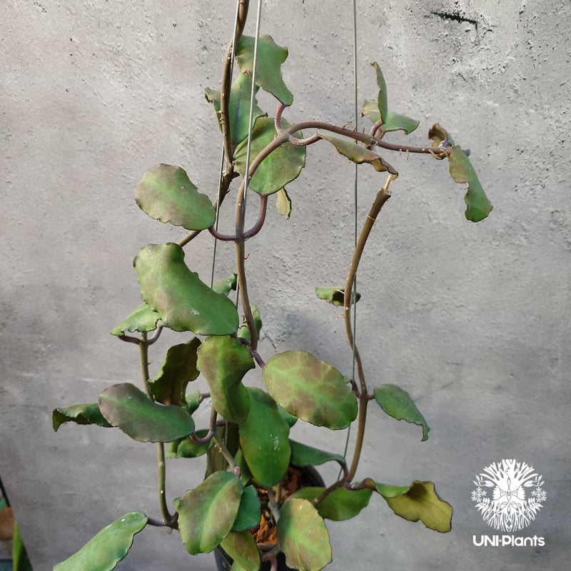 Hoya Waymaniae Borneo ホヤ ウェイマニアエ ボルネオ ホヤ植物 ホヤの