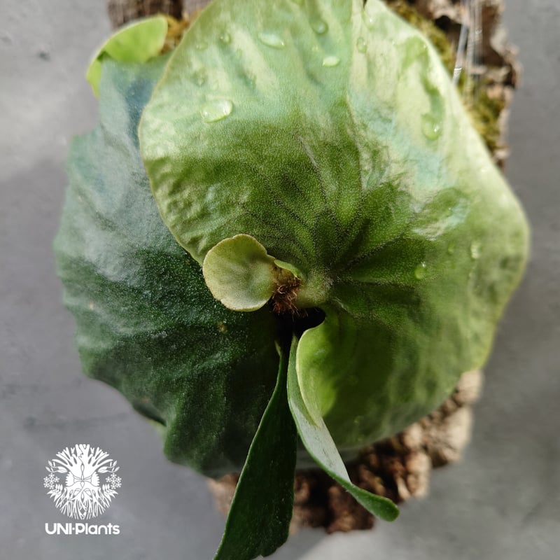 Platycerium Dawboy ビカクシダ ダウボーイ コウモリラン ビカクシダ