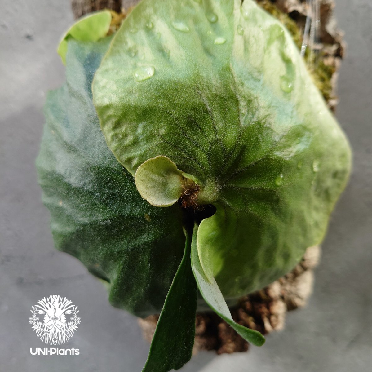 ビカクシダ ダウボーイ Platycerium Dawboy ビカクシダ ダウボーイ コウモリラン