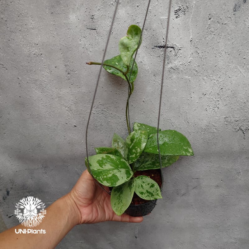 ご予約者様専用ページ ご予約No.US-250511-0900 Hoya Nervosa jo