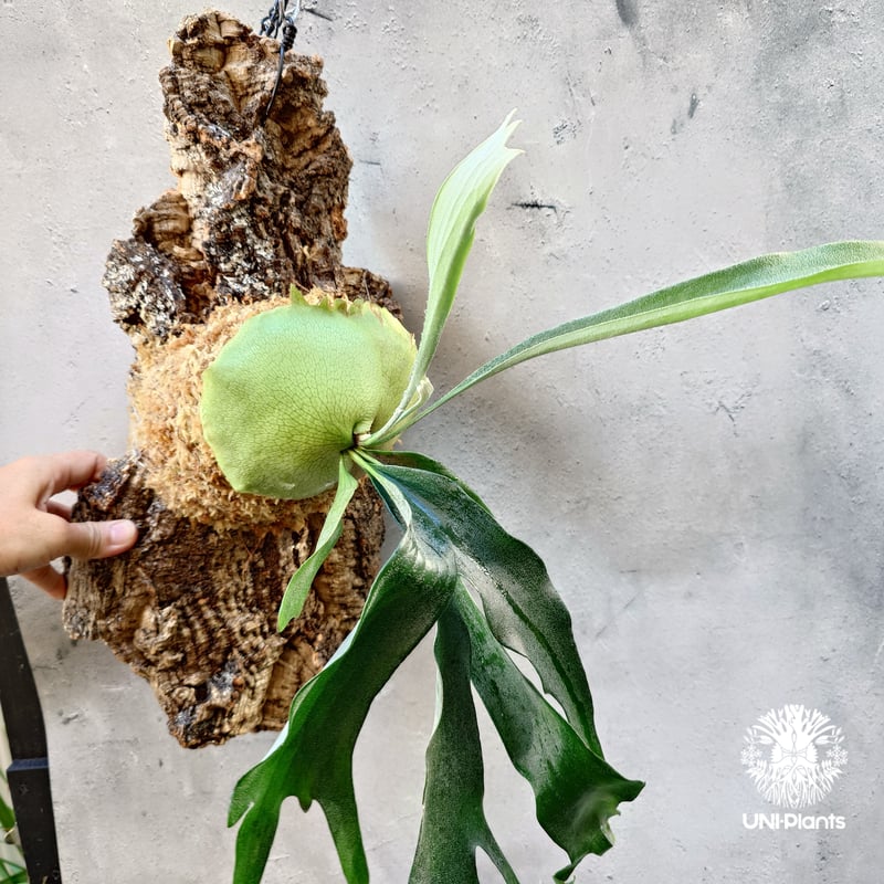 Platycerium Rydeen ビカクシダ ライディーン ビカクシダ コウモリラン