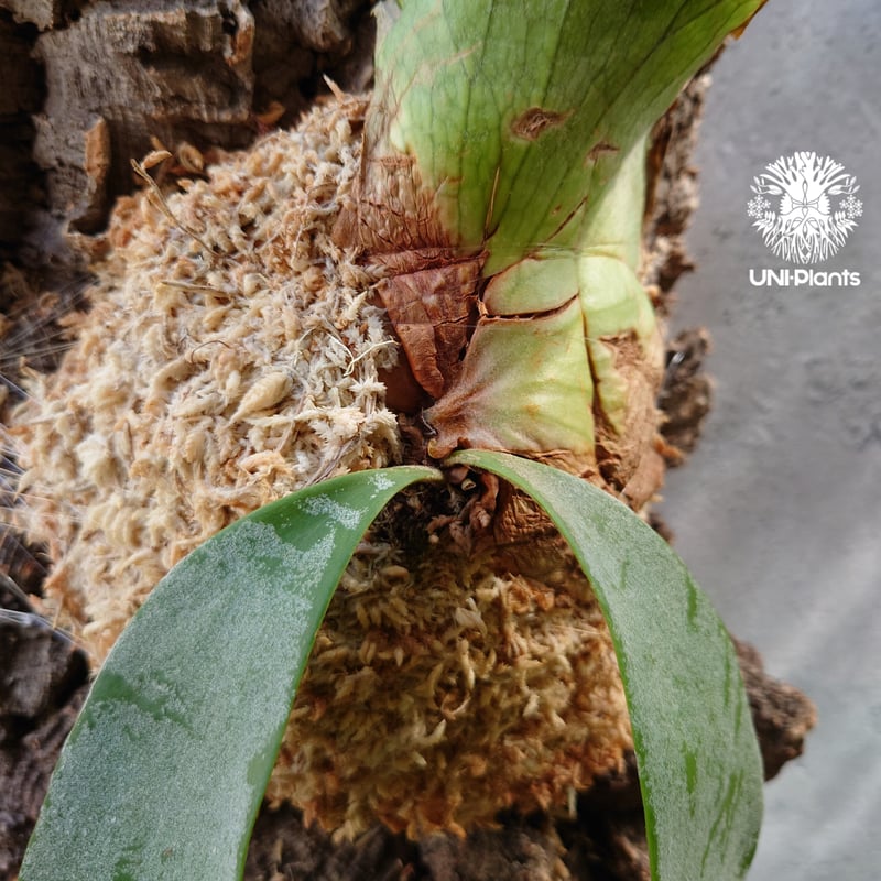 Platycerium willinckii 'W.A.Manda ビカクシダ ウィリンキー