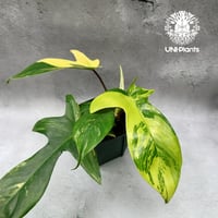 Philodendron Florida beauty variegated  フィロデンドロン フロリダ ビューティー バリエガータ  観葉植物 アロイド 斑入り植物
