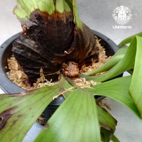 Platycerium coronarium phils dwarf ビカクシダ コロナリウム フィリピネス ドワーフ ビカクシダポットタイプ
