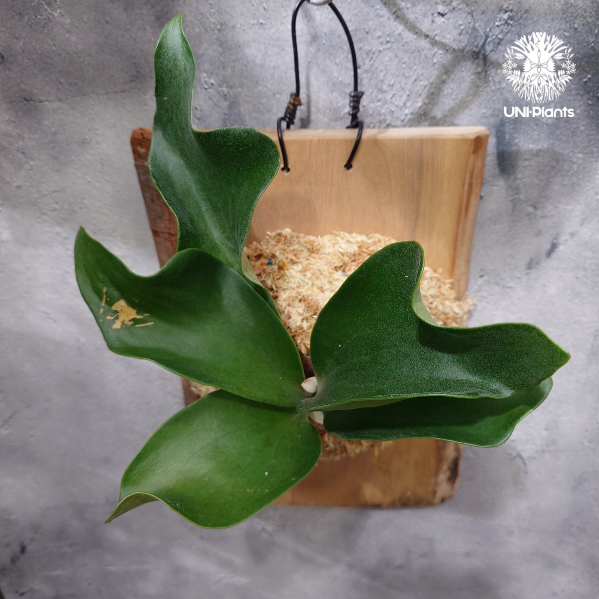 P. hillii 'Dragon Scale' 子株ビカクシダ P.hillii cv.dragon