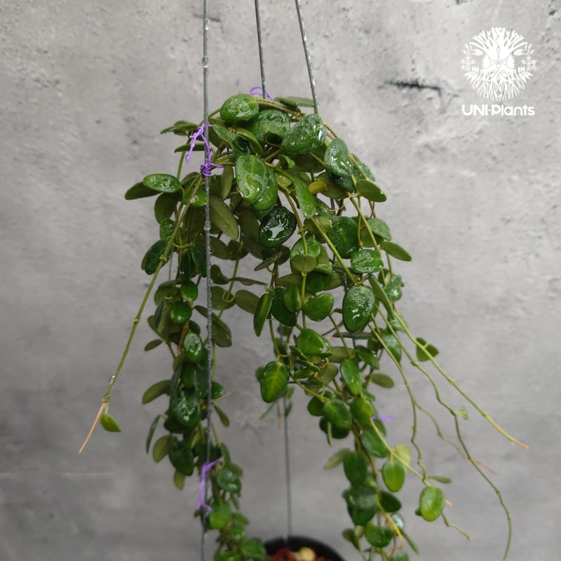 Hoya Pulleana ホヤプレナ ホヤ植物 ホヤの花 Hoya plants 希少 レア