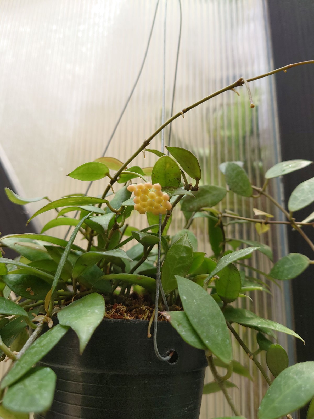 レア　ホヤ　Hoya Collina Biakensis サクララン 珍種 レア ホヤ Hoya Lyi Noid サクララン - メルカリ