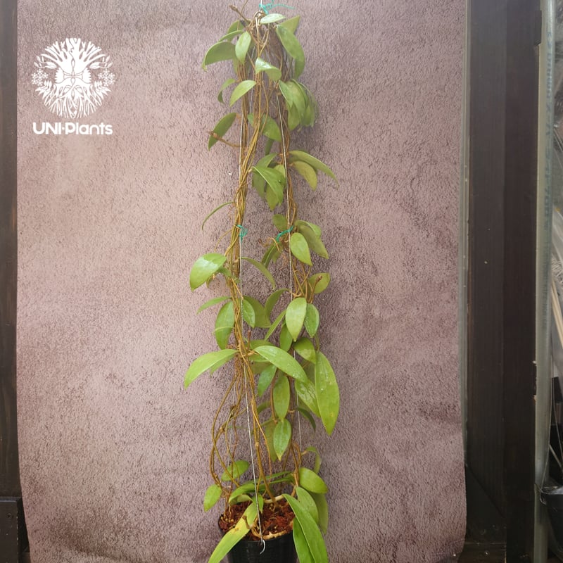 63 ホヤ　ライプリズム　ピンクフラワー　外斑入り ぼかしフラワープリントブラウス