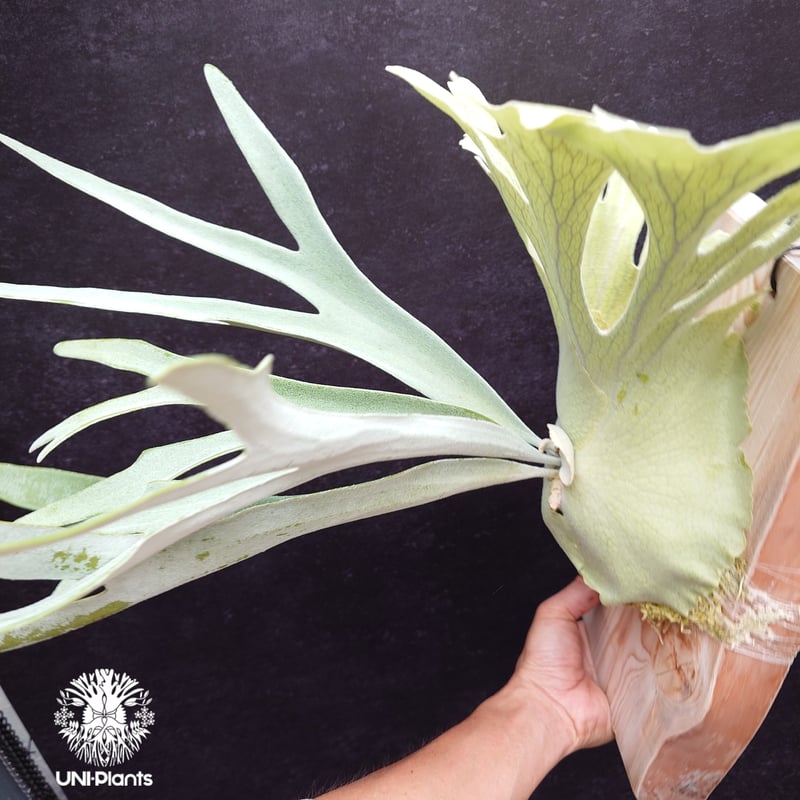 ビカクシダ Platycerium Pewchan ビカクシダ ピューチャン Platycerium pewchan コウモリラン