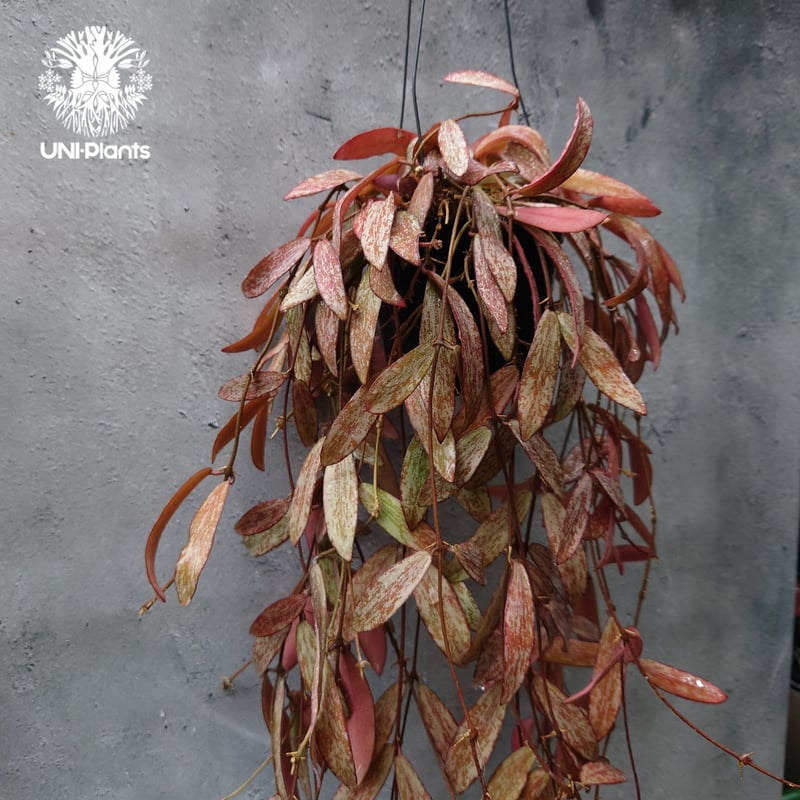 レア ホヤ シギラティス 内斑入り サクララン レア ホヤ シギラティス