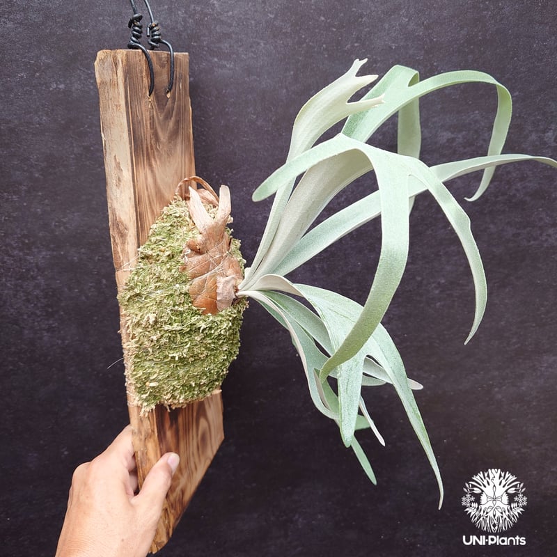 Patycerium veitchii ' Nukul ' ビカクシダ ベイチー シダ植物 ビ