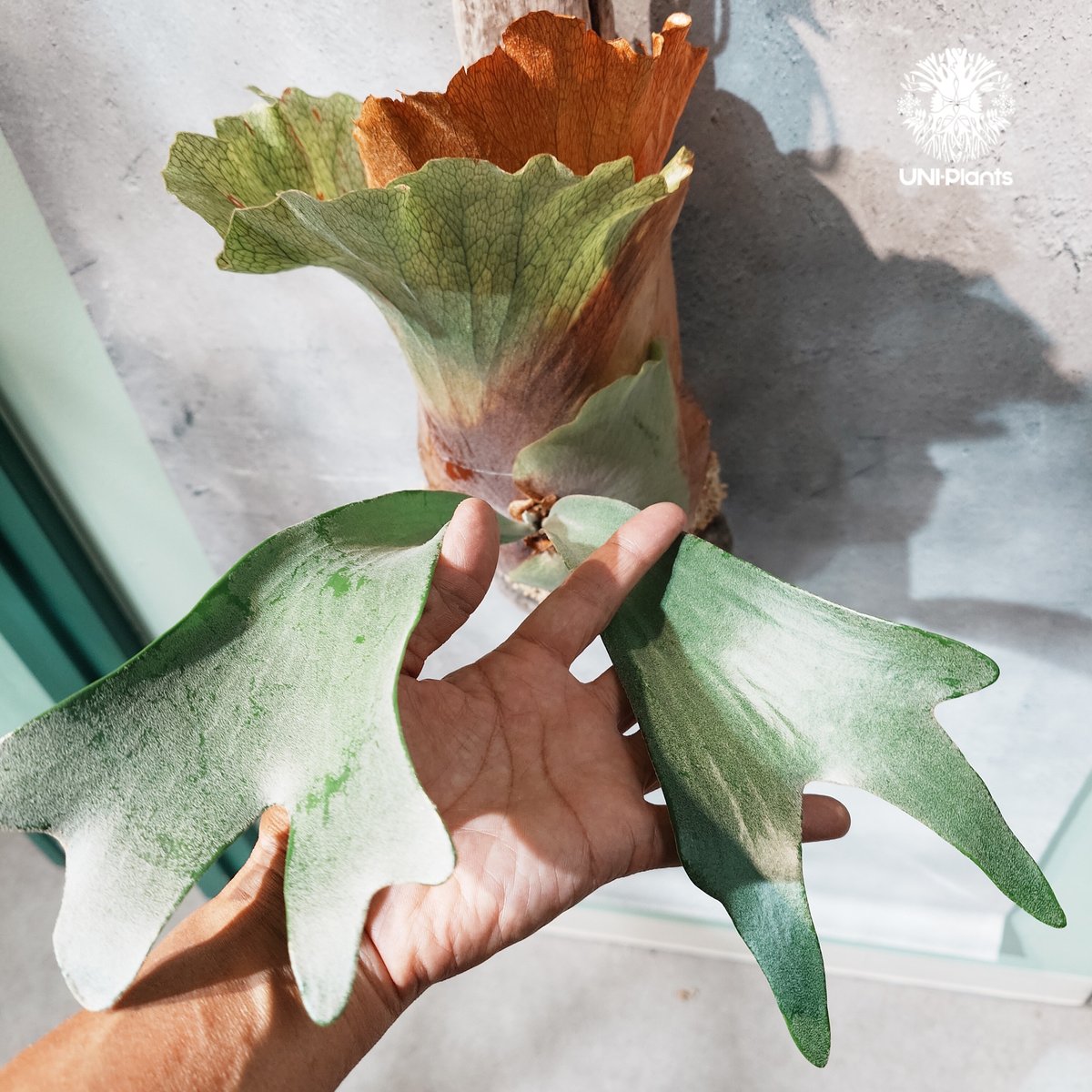 国内繁殖株・一点物】Platycerium hillii Panama ｜ビカクシダ ヒリ