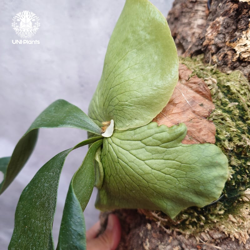 ビカクシダ ワンダエ　Platycerium wandae Platycerium wandae × veitchii ビカクシダ ワンダエ×ベイチー コ
