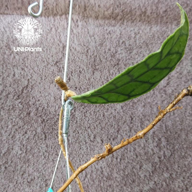 花座付き! Hoya Callistophylla short leaves ホヤ カリストフ