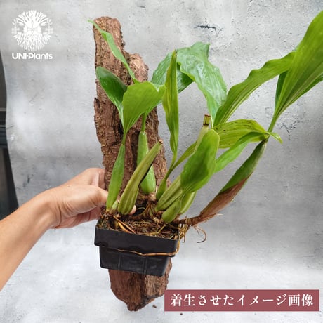 【タイ直輸入】着生ラン セロジネ・ロクセニー  ｜珍品・希少ラン・蘭の花｜Coelogyne rochussenii