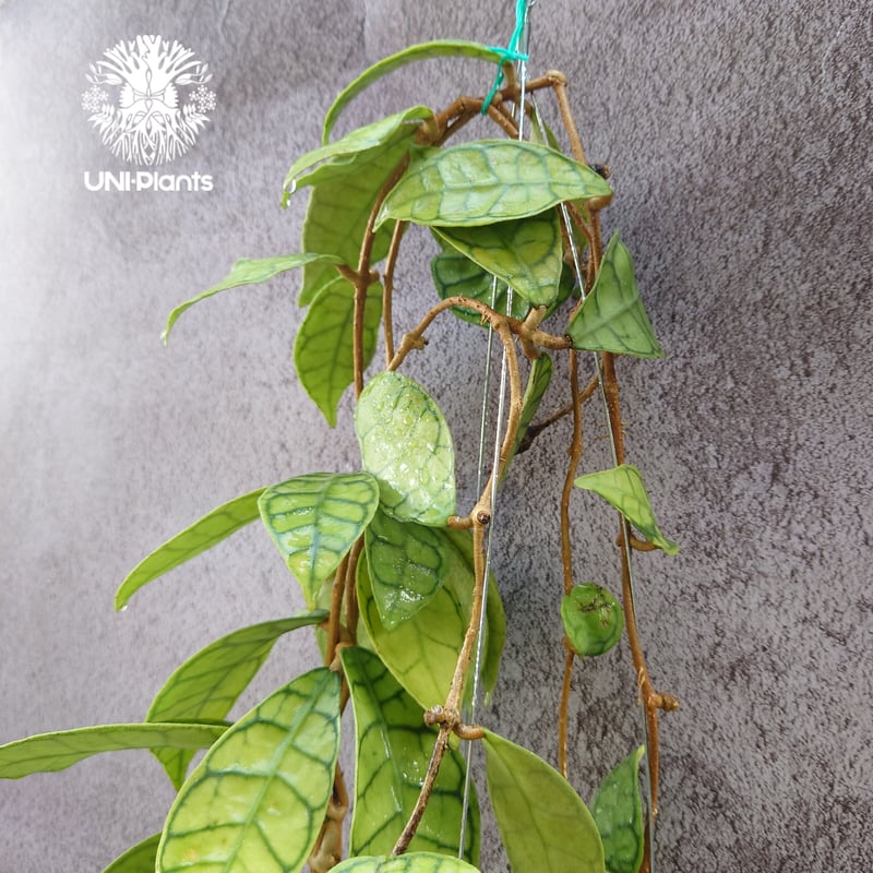 HOYA・ホヤ・Larisa・開花中・花座あり HOYA・ホヤ・Larisa・開花中・花座あり - メルカリ