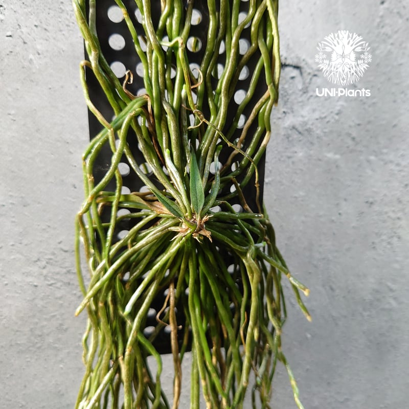 Chiloschista spp. Suphanburi キロスキスタ `スパンブリ` 着生