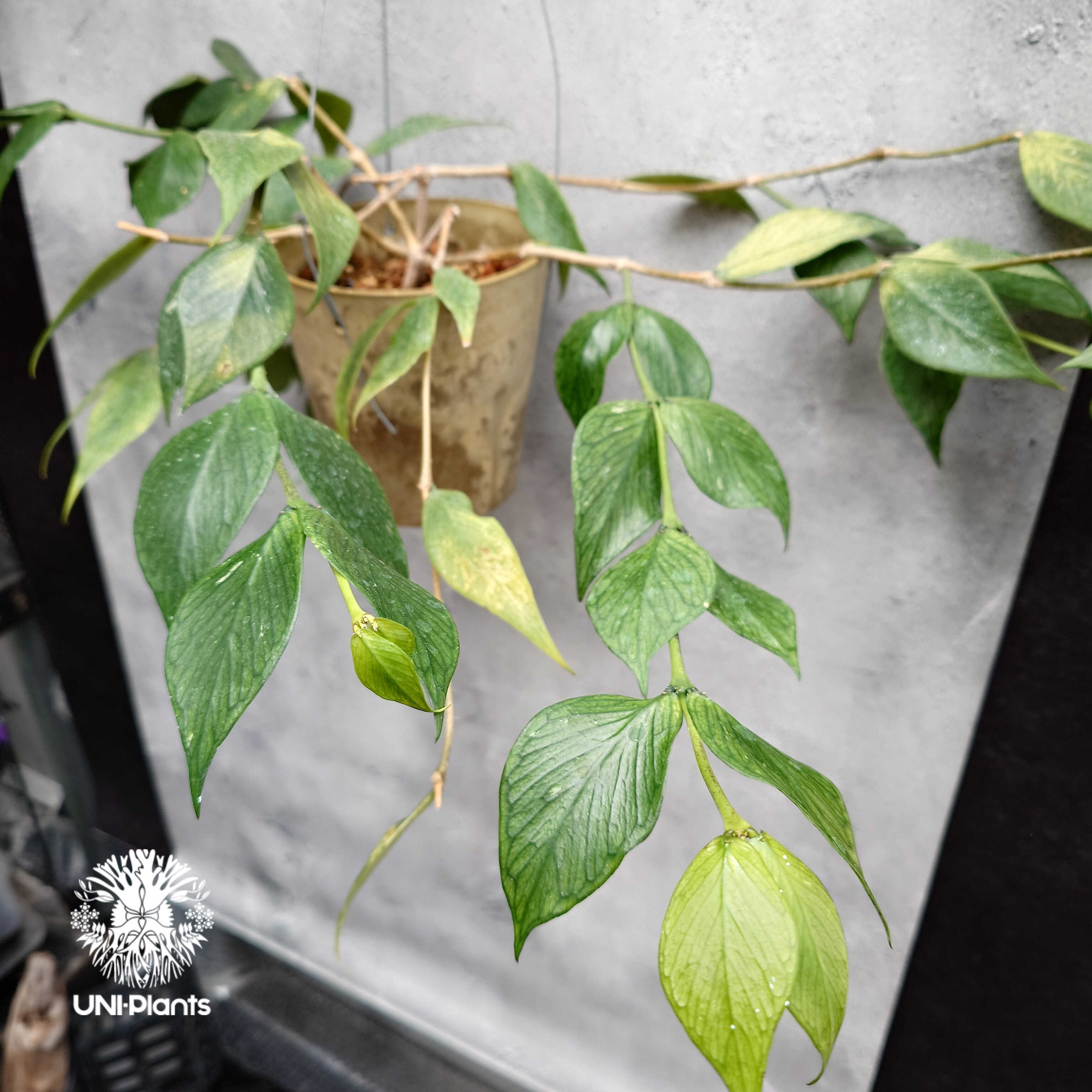 Hoya Polyneura ホヤ ポリネウラ ホヤフィッシュボーン ホヤ植物 ホヤ