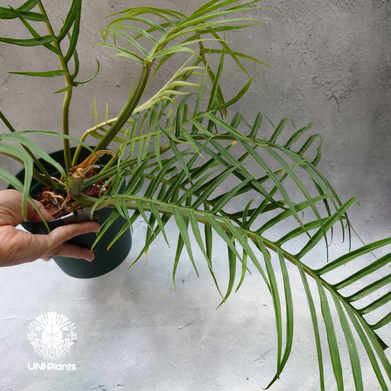 Philodendron tortum フィロデンドロン トータム フィロデンドロン Phil