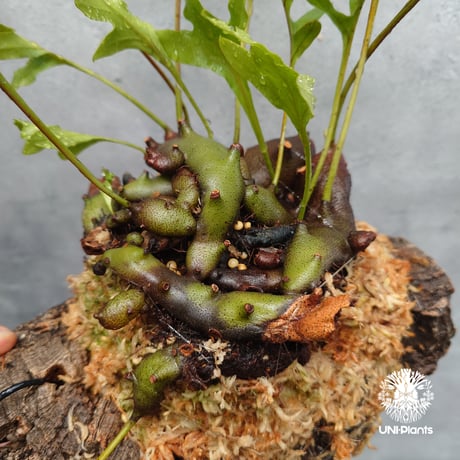Lecanopteris crustacea narrow レカノプテリス クルスタセア ナロー 着生シダ植物 着生植物 アリ植物